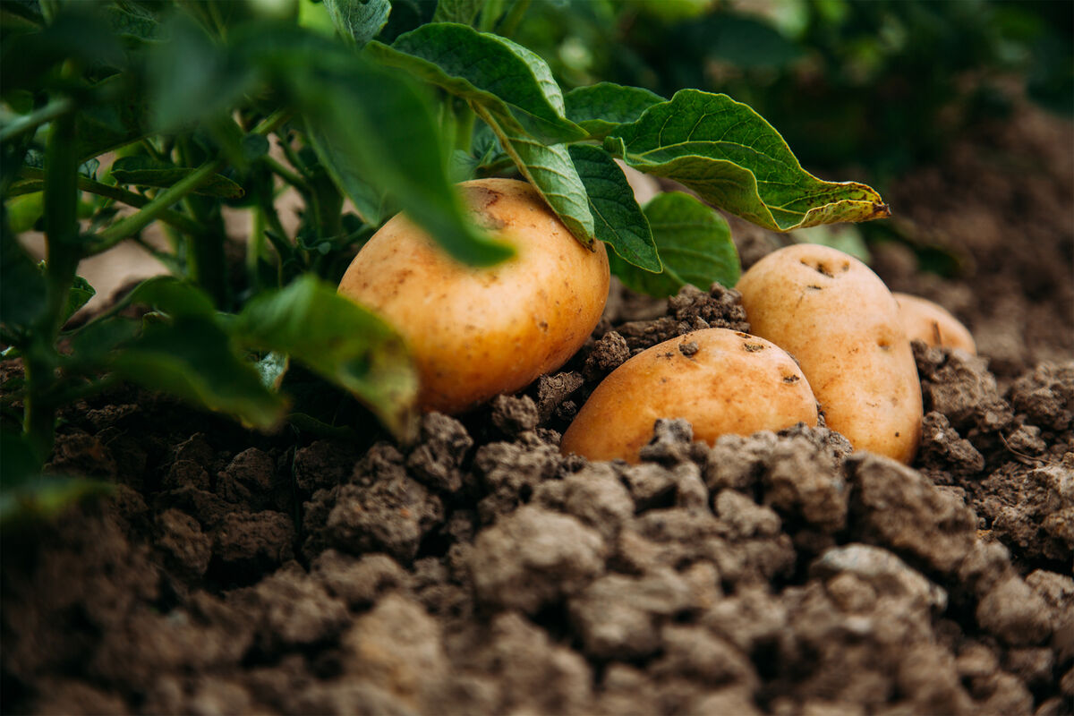 Холодное картофельное пюре с научными графиками на фоне