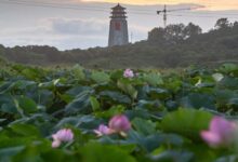 Изображение редких грибов, занесенных в Красную книгу, с паспортом для сбора