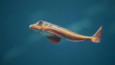 Изображение черноморского морского петуха, исследующего Азовское море
