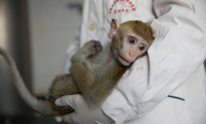 Изображение пушистых двойников, символизирующих эпоху легального клонирования