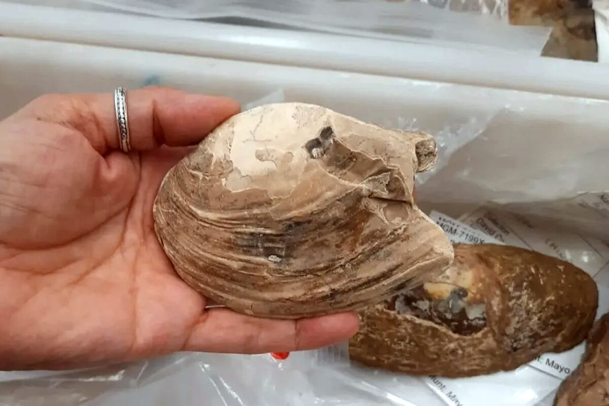 Доисторический моллюск