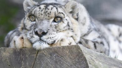 Снежный барс у Великой кошачьей стены в Сибири