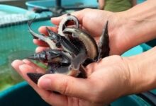 50 тысяч усатых новоселов в водах Зеи