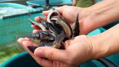 50 тысяч усатых новоселов в водах Зеи