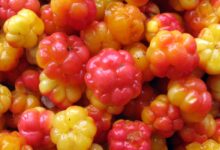 Ягоды морошки на фоне северного пейзажа Якутии