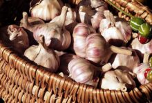 Озимый чеснок, вырастающий размером с кулак, на фоне грядки