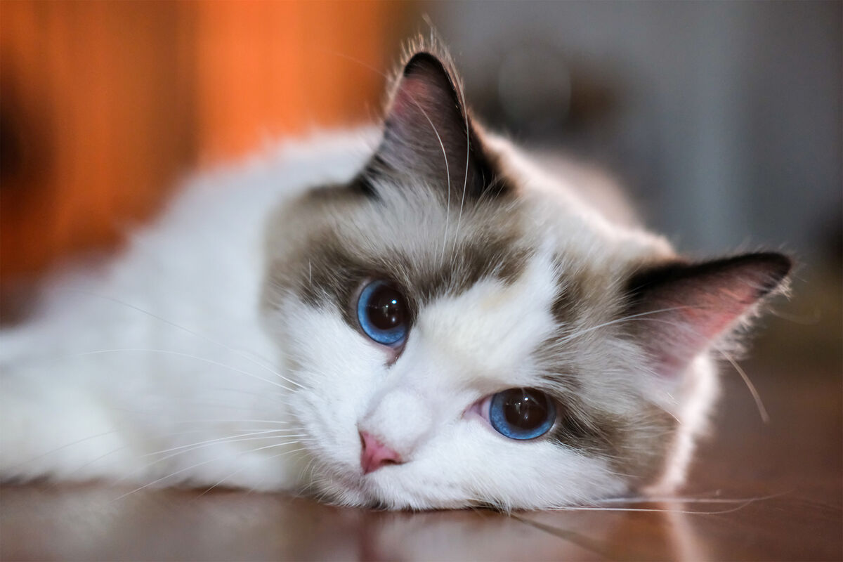 Котик, вызывающий улыбку