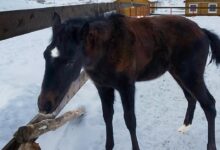 Дикий жеребенок, подаренный берлинской эмигранткой Казахстану