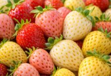 Клубника, измененная генетически, напоминающая пломбир