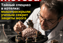 Изображение, иллюстрирующее исследование защитных механизмов мозга на основе данных о мышах.