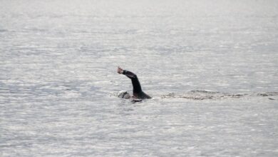 Пенсионерка на фоне моря, символизирующая заплыв через Дарданеллы