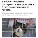 Изображение, иллюстрирующее проект Госуслуг о поиске кота с элементами цифрового романа