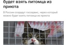 Изображение, иллюстрирующее проект Госуслуг о поиске кота с элементами цифрового романа