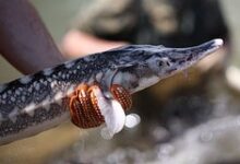 Царская рыба, пойманная голыми руками в Крыму