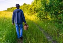 Грибник нашел влюбленную пару земных звезд в омском лесу