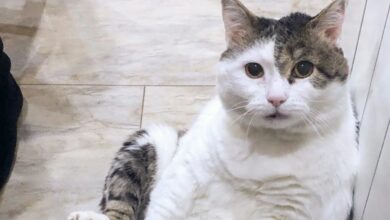 Кошачий наполнитель, используемый в огороде на шести сотках