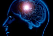 Изображение, иллюстрирующее открытие ученых о иммунной системе в черепе