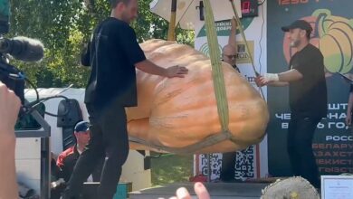 12-летний агроном с гигантской тыквой