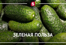 Изображение зеленого кардинала на грядке среди огурцов