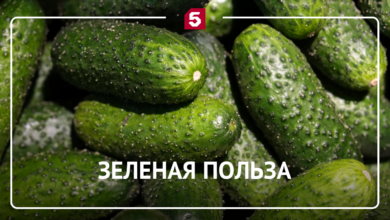 Изображение зеленого кардинала на грядке среди огурцов
