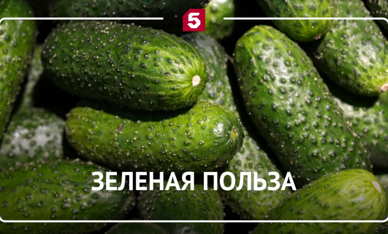 Изображение зеленого кардинала на грядке среди огурцов