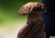Грибник с радаром в лесу, ищущий грибные поляны.