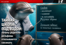 Дельфины с младенцами в подводной школе