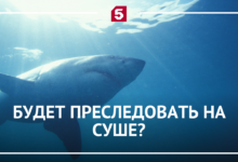 Акулы, гуляющие по дну океана