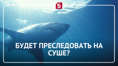 Акулы, гуляющие по дну океана