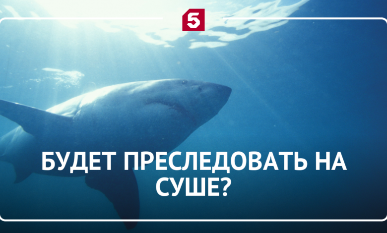 Акулы, гуляющие по дну океана