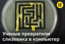 Гриб, символизирующий умственные способности в решении логистических задач