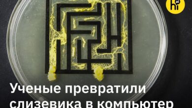 Гриб, символизирующий умственные способности в решении логистических задач