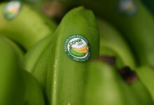 Сочные тропические фрукты, выращенные сочинскими фермерами, готовые к отправке в рестораны