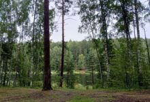 Два человека в лесу, наслаждающиеся природой и общением