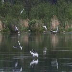 Птицы, организовавшие лесной профсоюз для зимовки в Лосином острове.