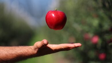 Яблоки, выставленные на продажу в супермаркете.