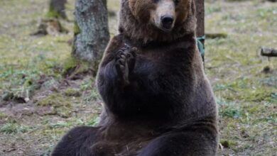 Борис Дергачев обсуждает отцовство в кино и жизни 2