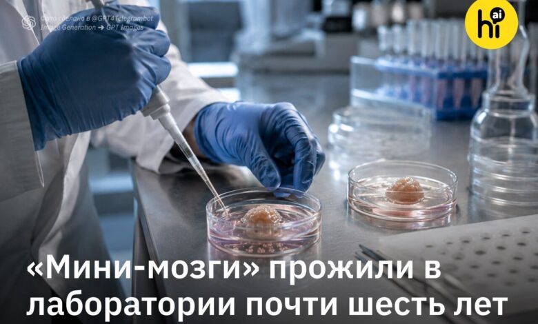 Изображение мини-мозгов в банке, символизирующее празднование шестого дня рождения нейронов Гарварда.