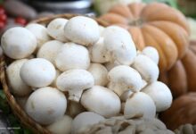 Изображение лукошек с ягодами и грибами на фоне леса