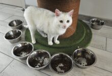 Тверские школьники празднуют, заменяя гладиолусы на пушистые цветы