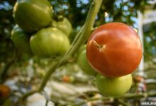 Дачный банкет с урожаем осенью, украшенный овощами и фруктами 3