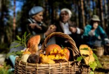 Лисички в лесу, спрятанные среди зелени, символизирующие правила выживания в тихой охоте.