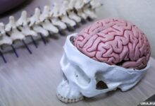 Кулинарное меню для улучшения умственных способностей