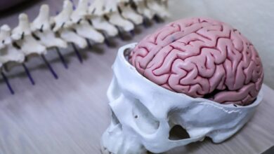 Кулинарное меню для улучшения умственных способностей