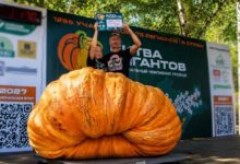 12-летний агроном с 800-килограммовым овощем в Сибири