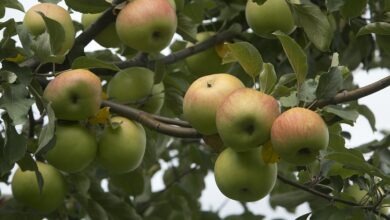 Изображение йогурта и помидоров в холодильнике, символизирующее борьбу с выхлопными газами.