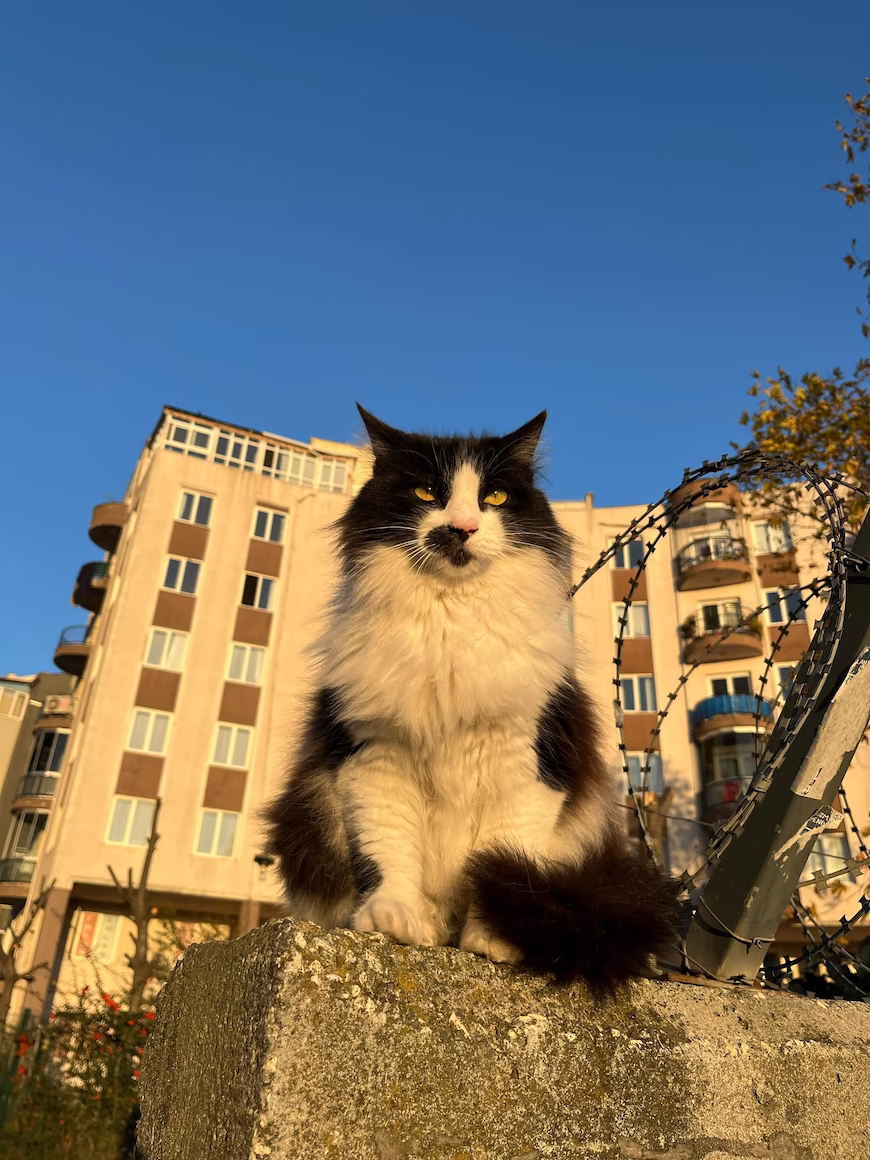 Cosa sapere animali in casa e condominio