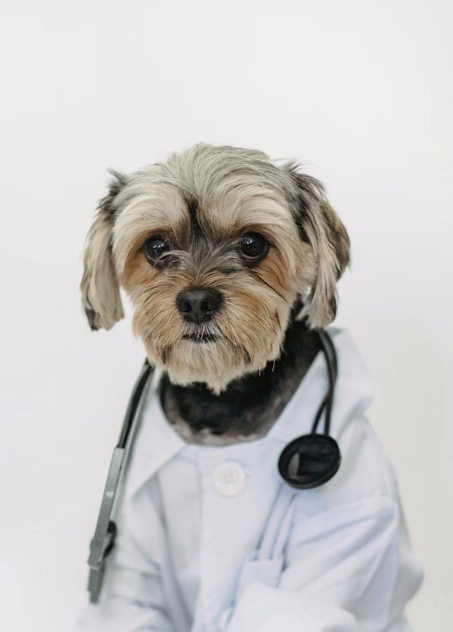 Cosa sapere animali salute e anagrafe