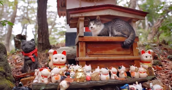 Nekojinja Tashirojima cat shrine