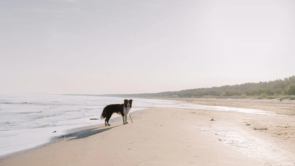 Cani in spiaggia: cane vicino alla riva del mare